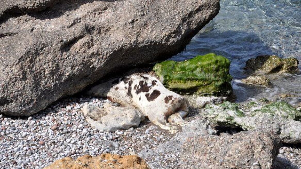 Ξεβράστηκε αγελάδα σε παραλία στην Ιεράπετρα 